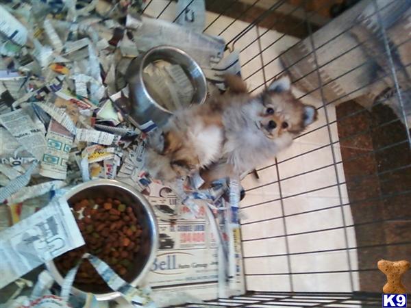 Puppies in Sussex